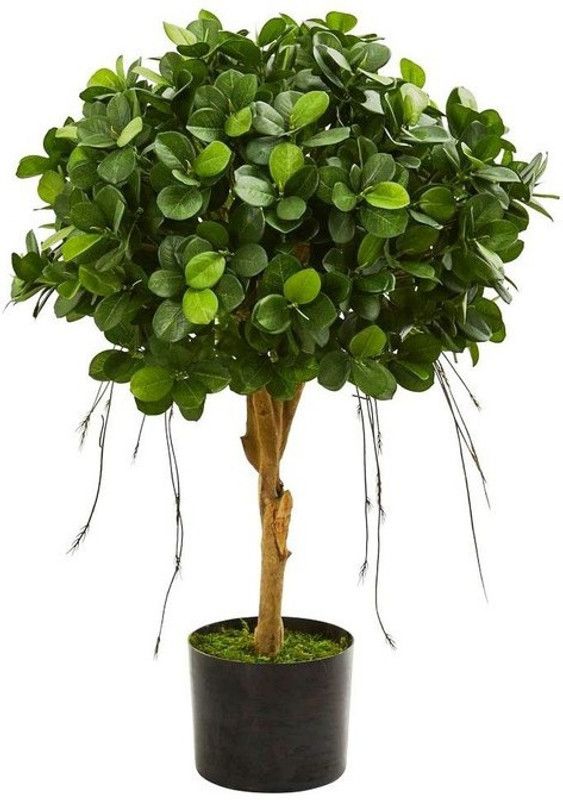 GETFLIX Ficus Plant  (Hybrid, Pack of 1)