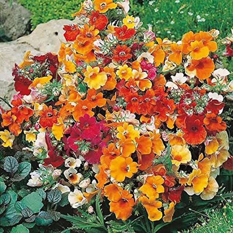 KANAYA Morning Glory Floer Seeds Seed  (55 per packet)