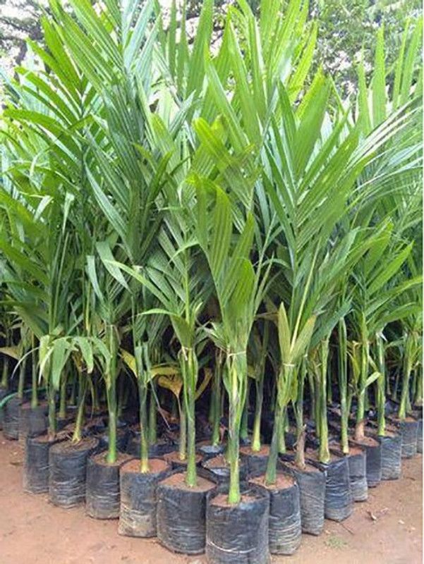 Entacloo Betel Nut/Supari Plant  (Hybrid, Pack of 1)