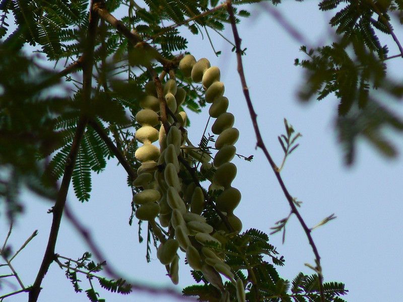 Fresh Babool Plant Seed  (225 per packet)