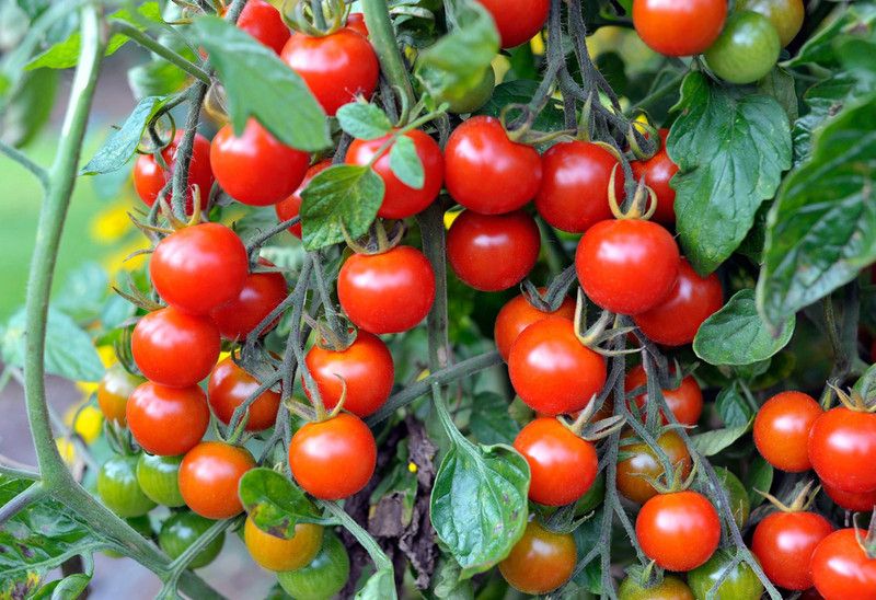 SimXotic Cherry Tomato Hybrid Vegetable Seeds - Pack of 50 Seeds Seed  (50 per packet)
