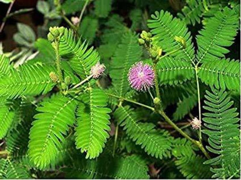 FURYHUB Shami/Jand Plant  (Hybrid, Pack of 1)