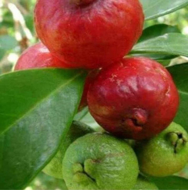 PLANTSBAZAR Guava Plant  (Hybrid, Pack of 1)