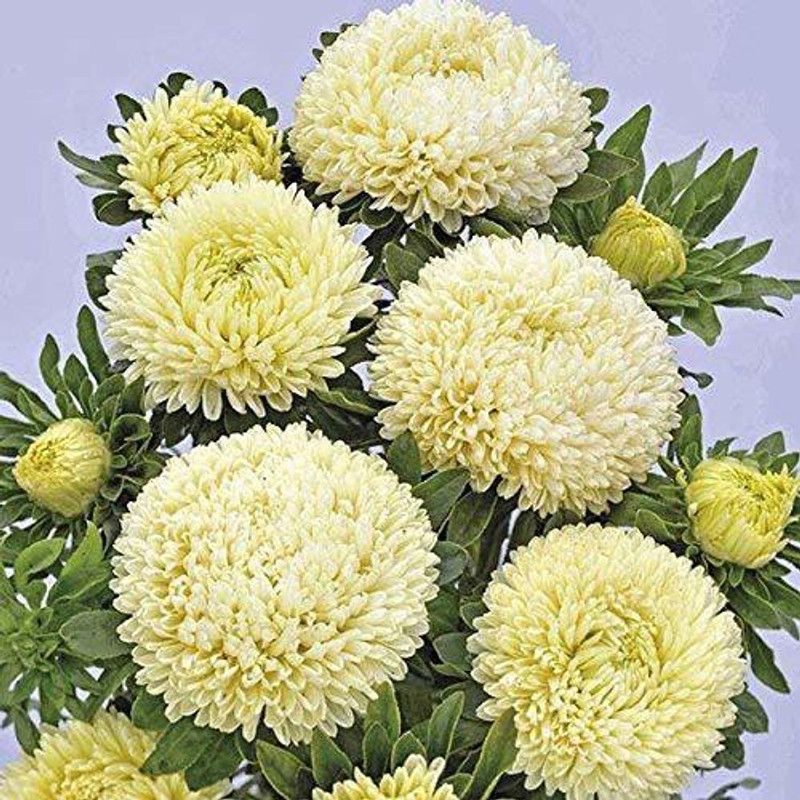 KANAYA Aster Flower Seed  (32 per packet)