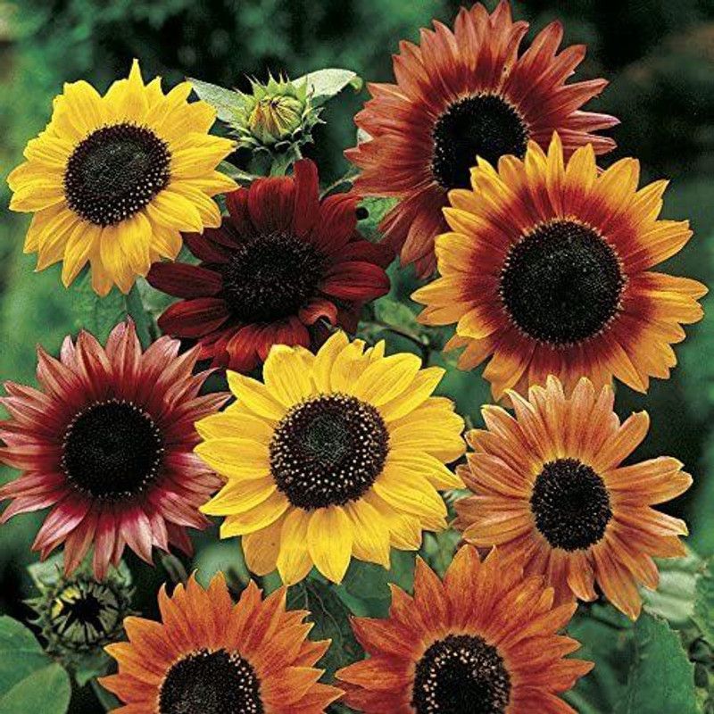 VibeX ® VXI-303 All Sorts Mix Sunflowers Seed  (200 per packet)