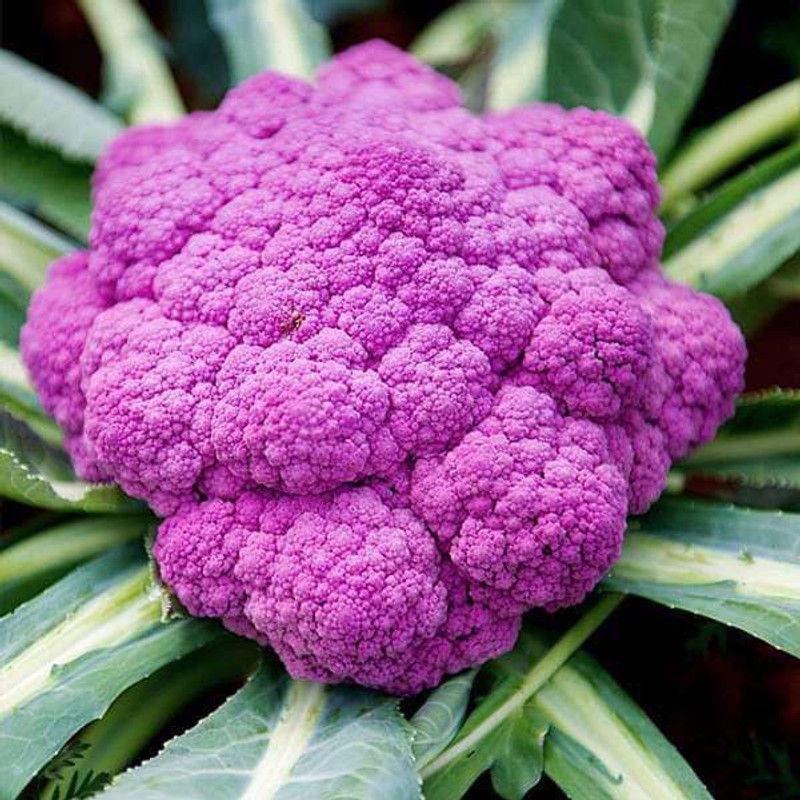 Mozette CavliFlower purple plant Seed  (37 per packet)