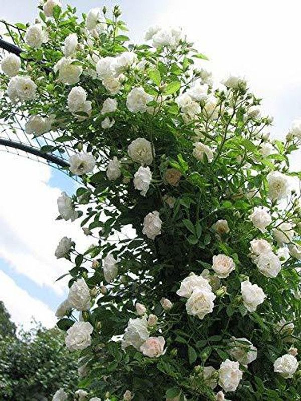 Grinian Rose Plant  (Hybrid, Pack of 1)
