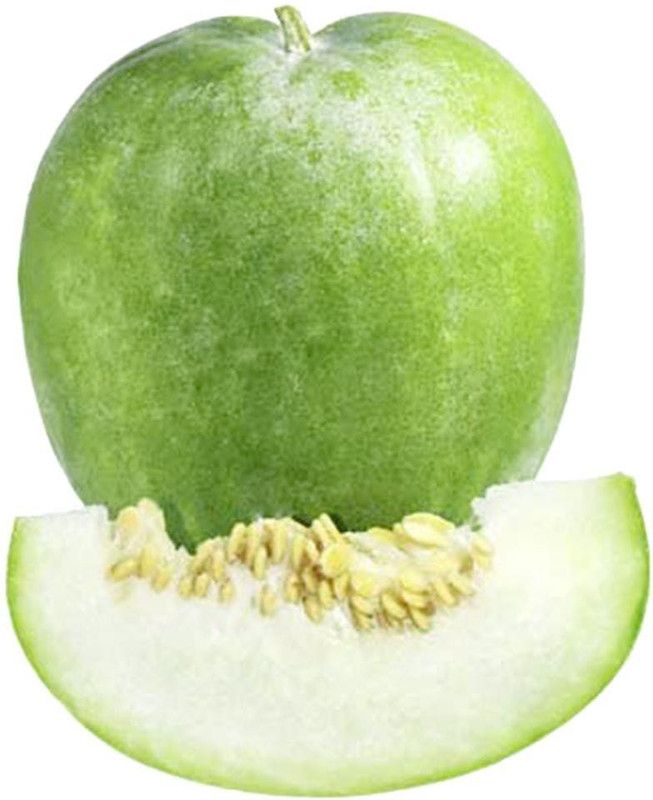 XOLDA Hybrid Ash gourd Seed  (74 per packet)