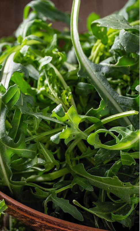 VibeX ® XLR-123 Arugula Seeds (Slow Bolt) Seed  (500 per packet)