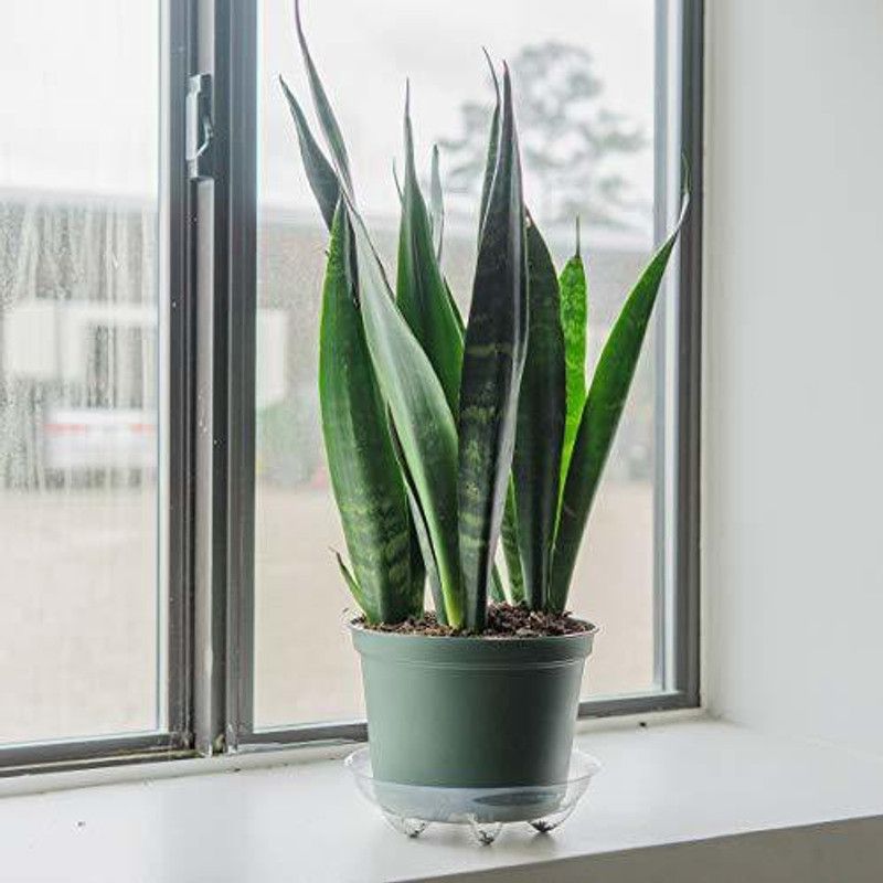 The Entacloo Snake Plant  (Hybrid, Pack of 1)