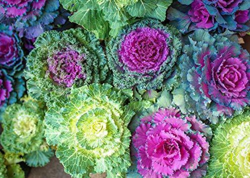 KANAYA Kale Hybrid Imported Flower Seed  (36 per packet)