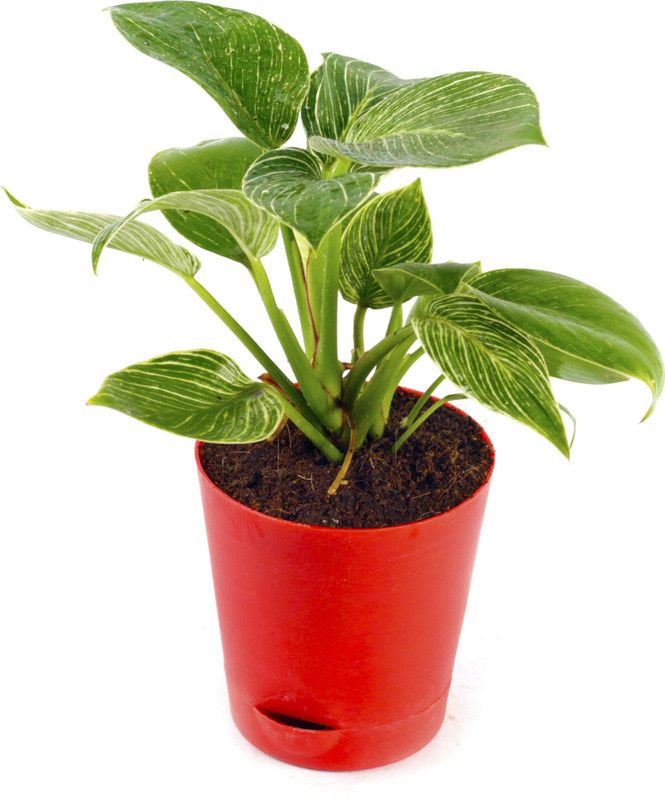 Phulwa Philodendron Plant  (Hybrid, Pack of 1)