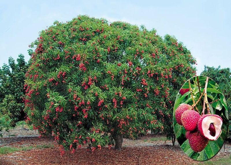 Trothic Litchi Plant  (Hybrid, Pack of 1)