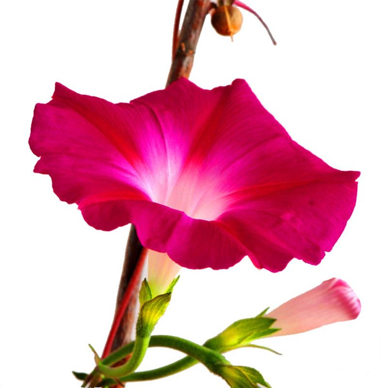 Futaba Ipomoea Nil Flowering - Pink -10 Pcs Seed  (10 per packet)