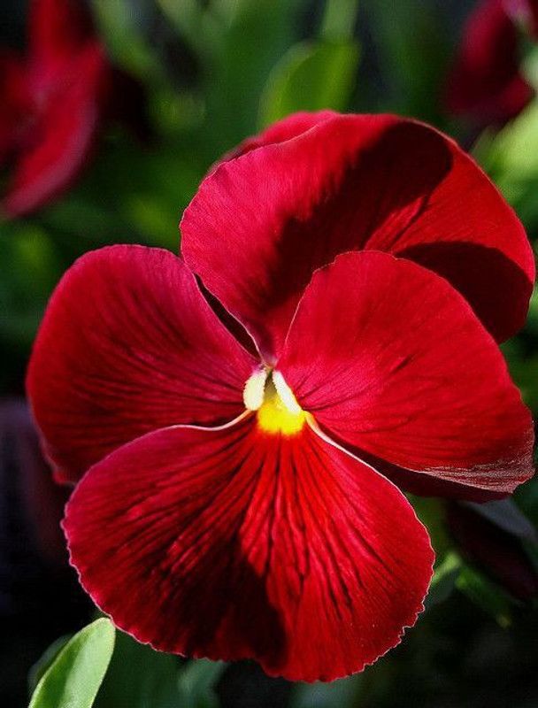 Paudha Pancy Red Seed  (16 per packet)
