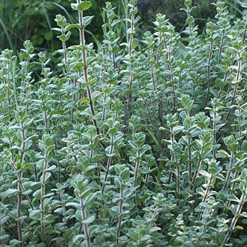 WILLVINE GUA-3 Italian Oregano (origanum vulgare) Seed  (400 per packet)