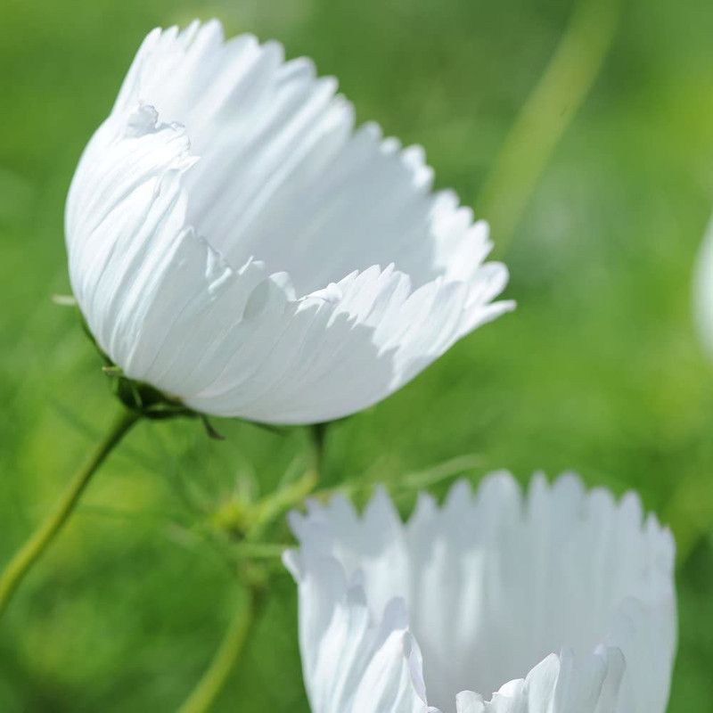 CYBEXIS Cosmos Producing Pink & White Blooms Seed  (50 per packet)