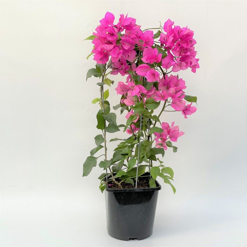 Sumang Green Land Bougainvillea Plant  (Pack of 1)