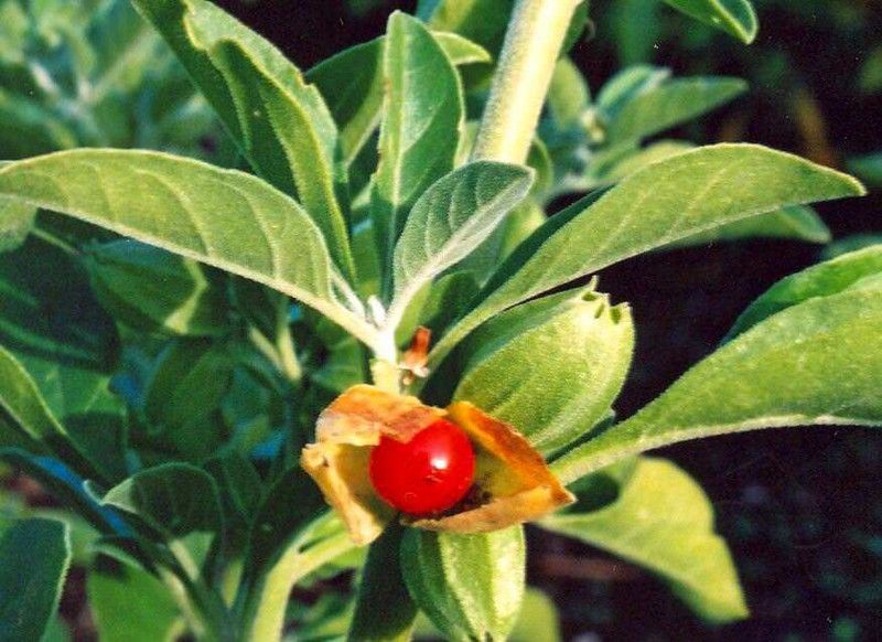 Mozette Organic Ashwagandha Herb Seed  (10 per packet)