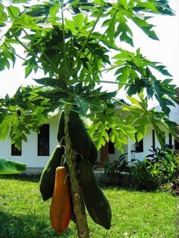 DROXTY Papaya Seed  (50 per packet)