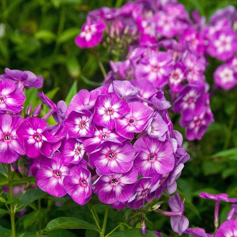CYBEXIS Phlox Flower Seed, Fragrant Dwarf Hybrid Seed  (50 per packet)
