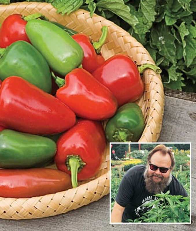 VibeX Pepper, Hot, Biker Billy Hybrid Seed  (120 per packet)