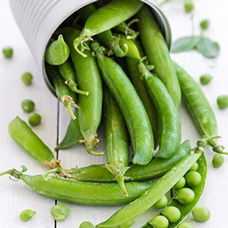 KANAYA Matar Seed  (130 per packet)