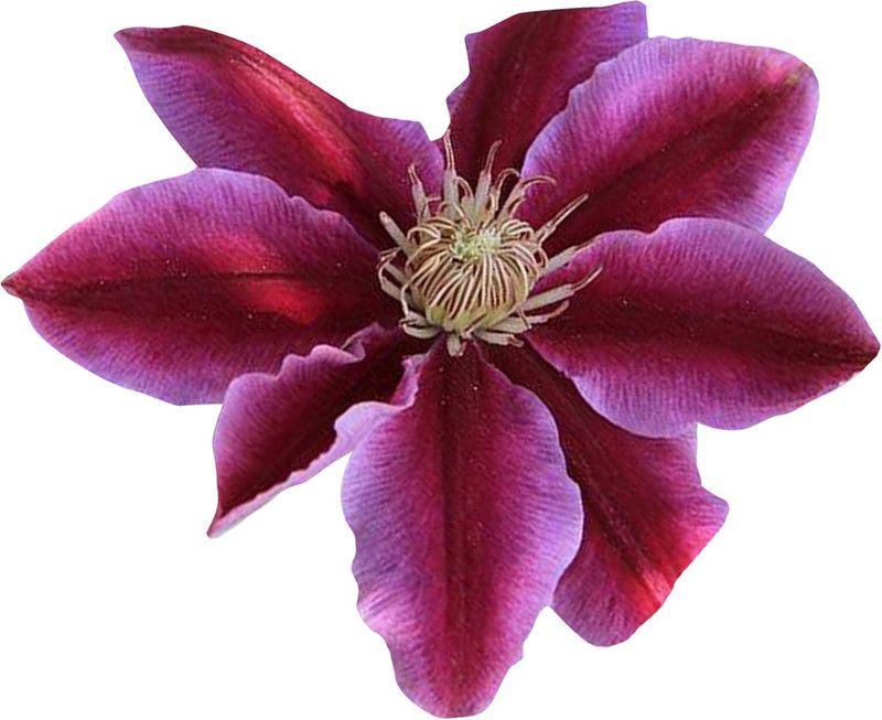 Nema Clematis Courtoisii Flower Seeds-Pink-100Pcs Seed  (100 per packet)