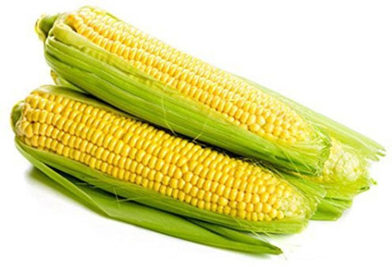 WILLVINE XL-837 Sweet Corn Seeds Seed  (500 per packet)
