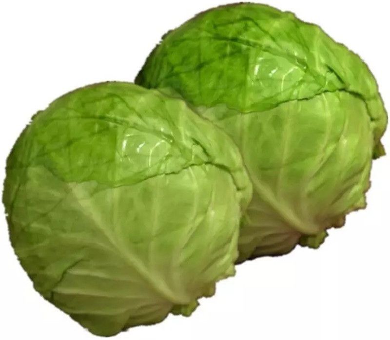MYLAWN Green Cabbage (बंधा गोभी के बीज) Seed  (50 per packet)