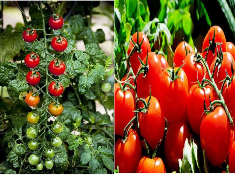 GROUNDOXY BEST QUALITY HYBRID CHERRY TOMATO AND TOMATO SEED. 30 SEEDS IN EACH PACK. Seed  (30 per packet)