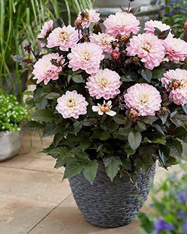 KANAYA Dahlia Double Mix Hybrid Flower Seed  (114 per packet)