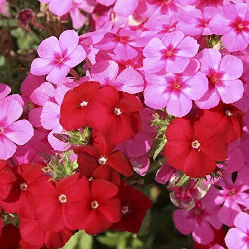 CYBEXIS Phlox cuspidata Twinkle Mix Seed  (50 per packet)