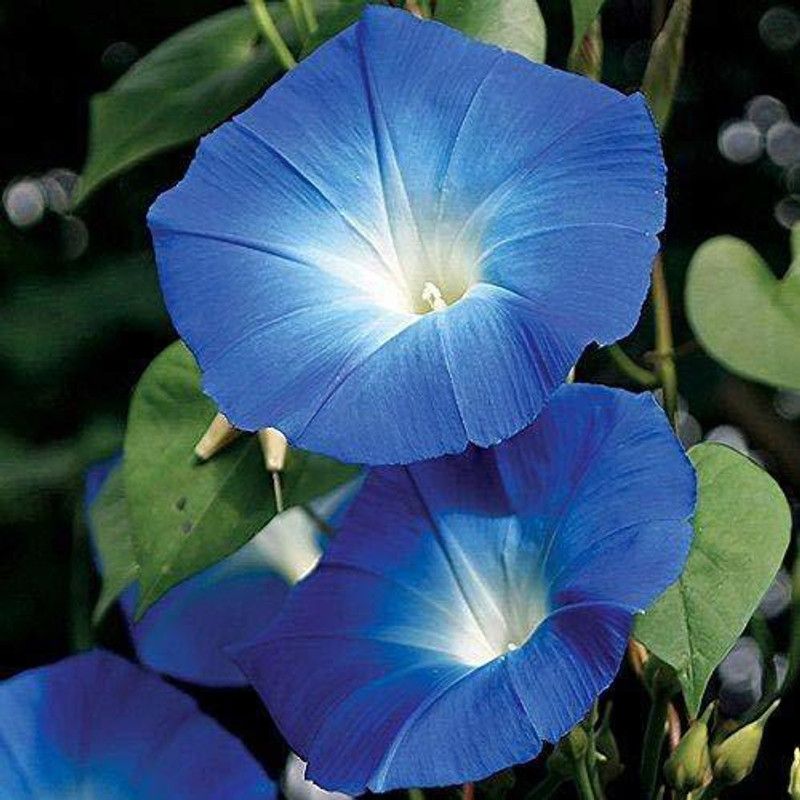 CYBEXIS Morning Glory - Ipomea Heavenly Blue Flower Seeds Seed  (50 per packet)