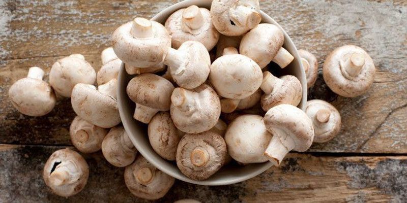 Nodoc Mushroom herbs Seed  (24 per packet)