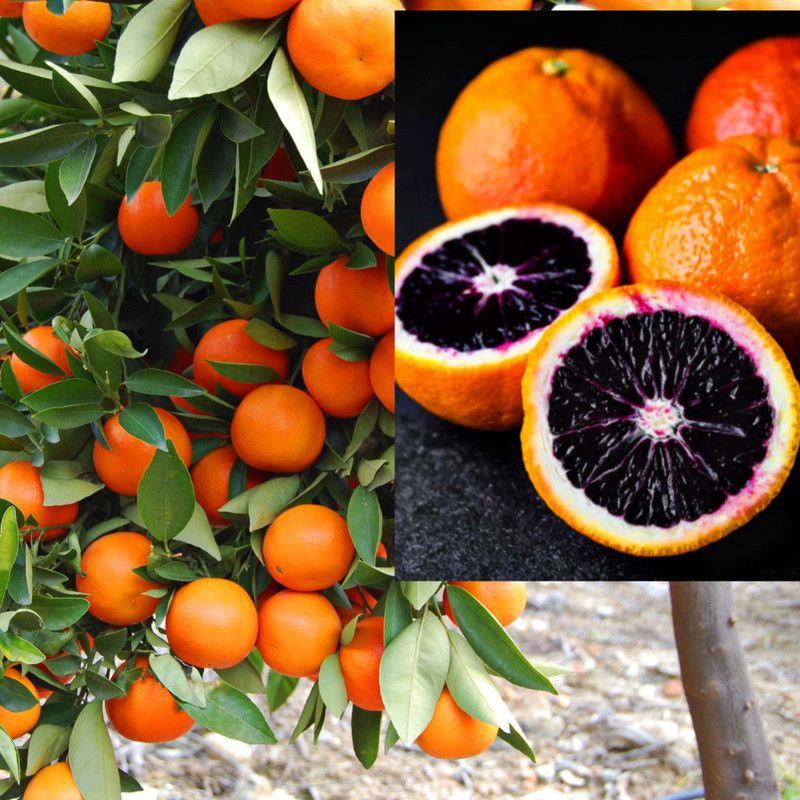 ZIXAM Orange Plant  (Hybrid, Pack of 1)
