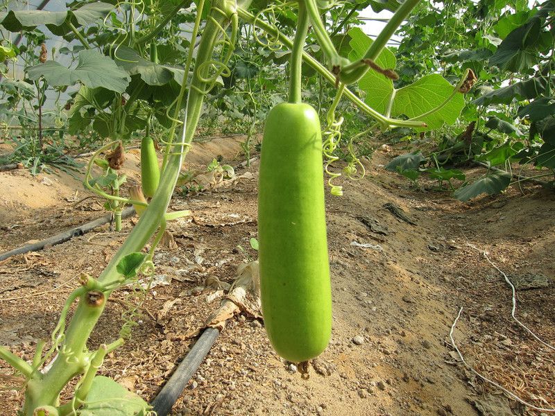 UGRA Bottle Gourd Seeds Seed  (80 per packet)