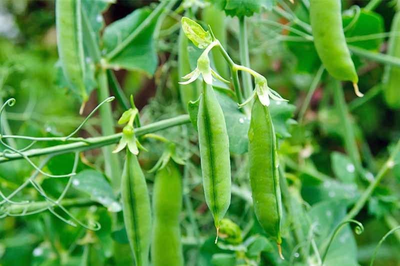 XOLDA Green Peas Seed  (33 per packet)
