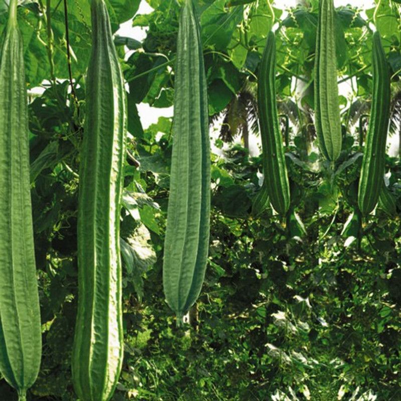 Paudha Ridge Gourd Seed  (22 per packet)