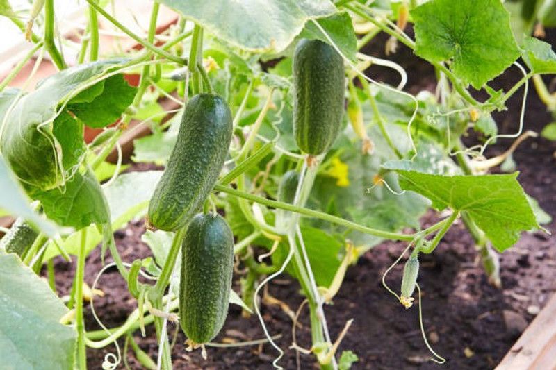 ZOTIKOS Cucumber Seed  (35 per packet)