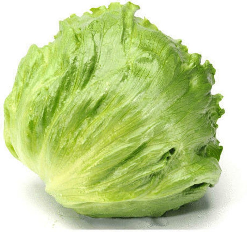 Nodoc Lettuce Ice burg Seed  (22 per packet)