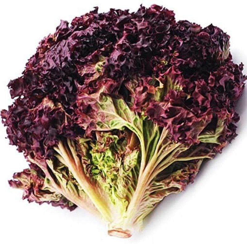 XOLDA RedLettuce Vegetable Seed  (30 per packet)
