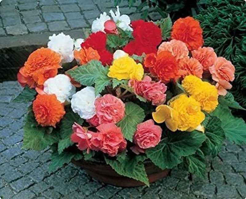 XOLDA Begonia Flower Seed  (41 per packet)