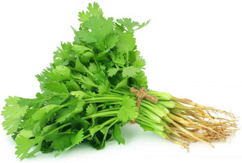 Paudha Coriander (kothmir) Seed  (25 per packet)