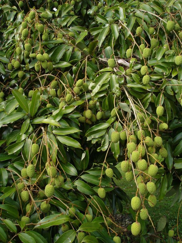 Zomoloco Litchi Plant  (Hybrid, Pack of 1)