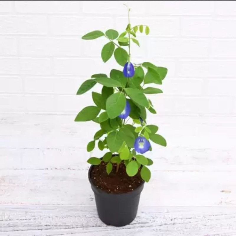 Rvees Aparajita/ Butterfly Pea Plant  (Hybrid, Pack of 1)