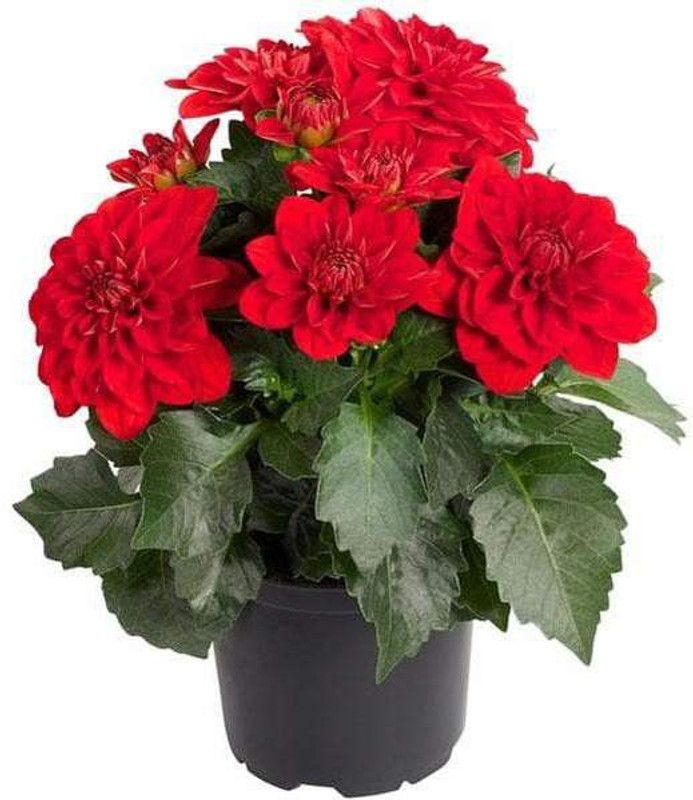 CHOUDHARY PLANTHUB Dianthus Plant  (Hybrid, Pack of 1)