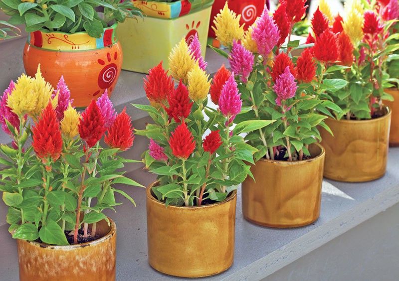 ZIXA CELOSIA FLOWERS Seed  (200 per packet)