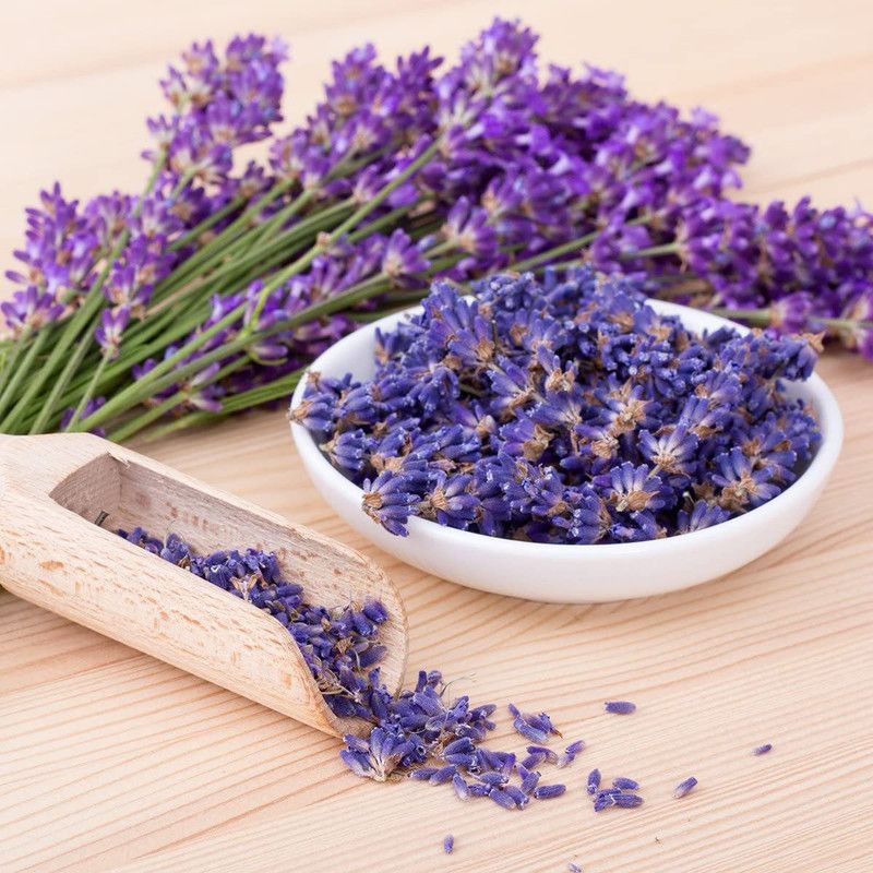 VibeX ® RXI-177 English Lavender - Lavandula Seeds Seed  (500 per packet)