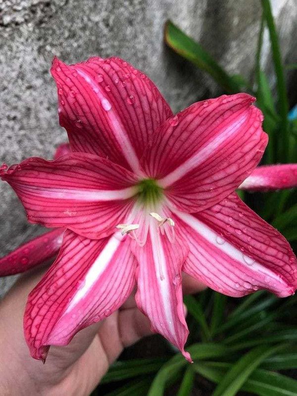 SIDDHI VINAYAK GALLERY Amaryllis Hippeastrum Lilly Flower Bulbs Double dark pink For Home Garden Seed  (7 per packet)
